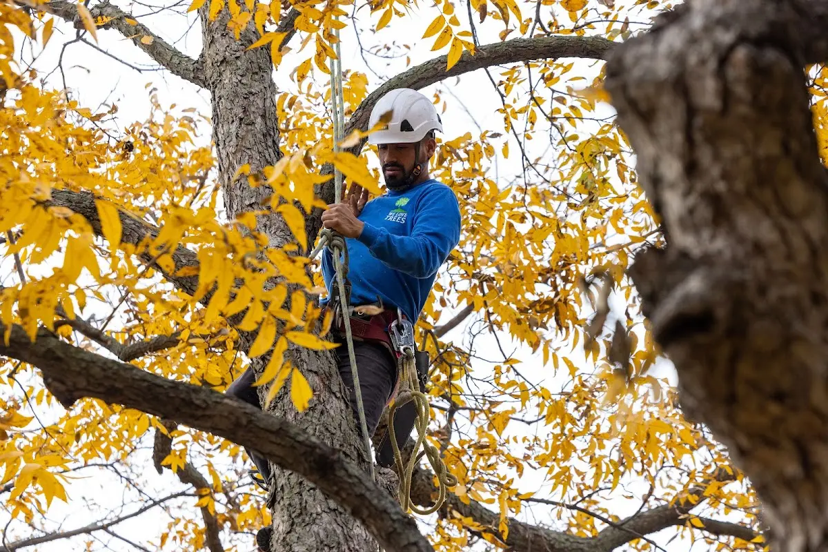 Skilled Tree Planing crew working in Maylene